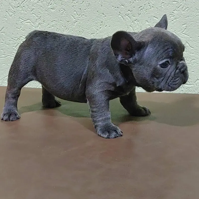 щенки французского бульдога