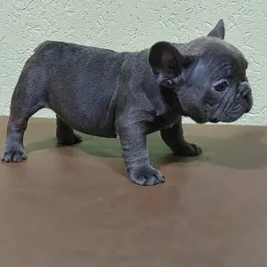 щенки французского бульдога