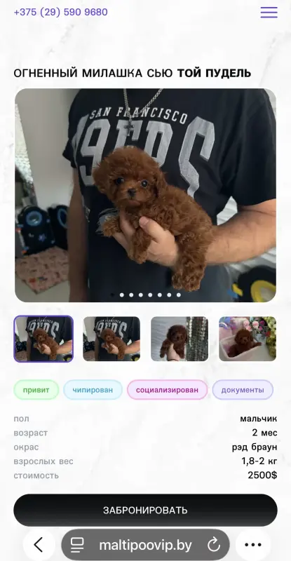 Элитные мини и микро мальтипу Азия Тэдди той пудель