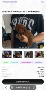 Элитные мини и микро мальтипу Азия Тэдди той пудель