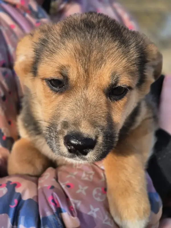 Щенок в добрые руки