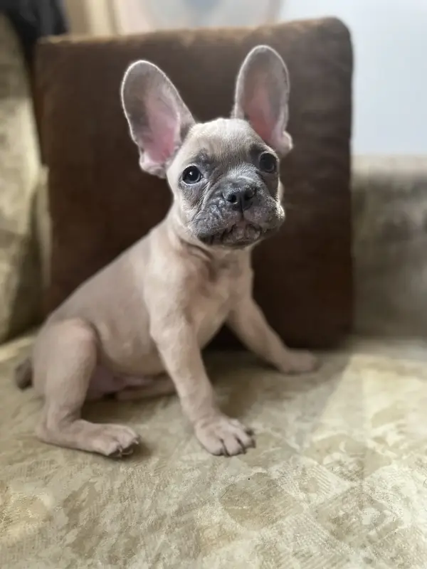 Щенок французского бульдога