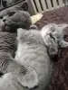 Котята шотландские