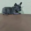 щенки французского бульдога