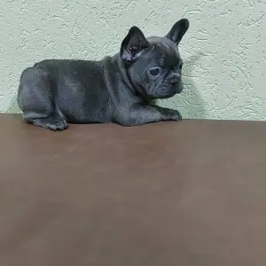 щенки французского бульдога