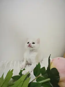 Белый котенок