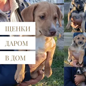 Щенки в поиске дома!