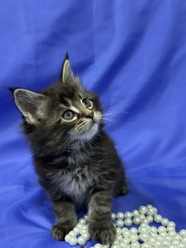 Мейн-Кун котята