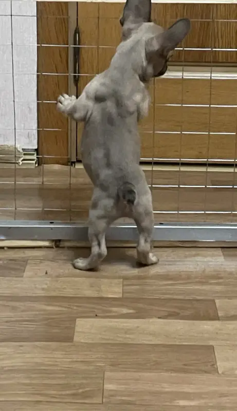 Щенок французского бульдога