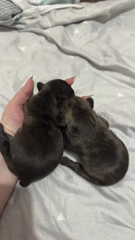 Щенки французского бульдога