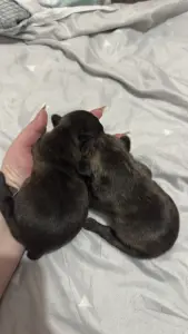 Щенки французского бульдога