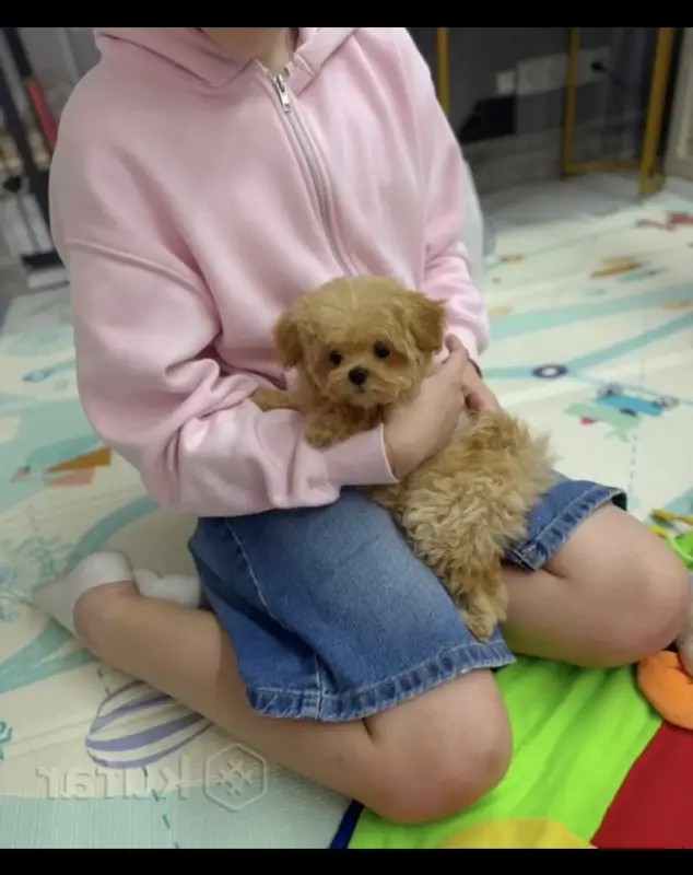 Элитные мини и микро мальтипу Азия Тэдди той пудель