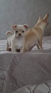 Щенок чихуахуа