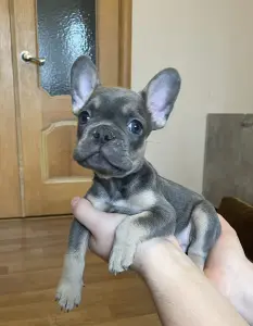 Щенки французского бульдога