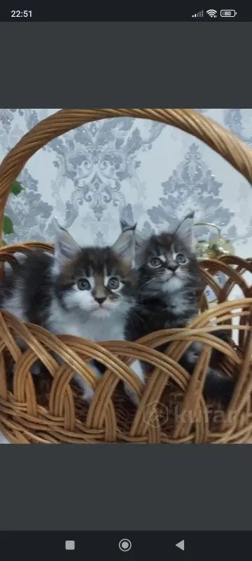 Котята Мейн-куны