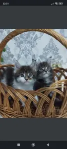 Котята Мейн-куны