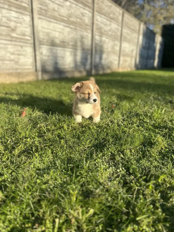 Вельш корги пемброк