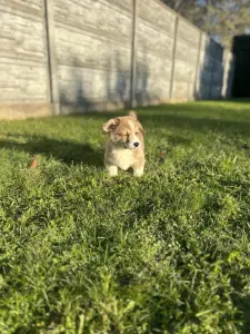 Вельш корги пемброк