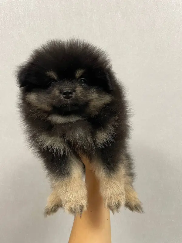 Померанский Шпиц, уникальный черноподпалый щенок мальчик!