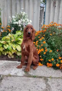 Мальчик ирландского сеттера