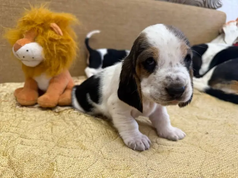 Бассет-хаунд, щенки с родословной