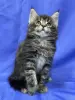Мейн-Кун котята