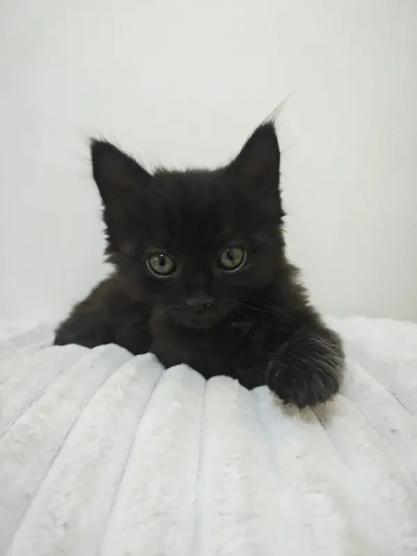 Чёрненький котенок