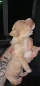 Щенки таксы ДАРОМ