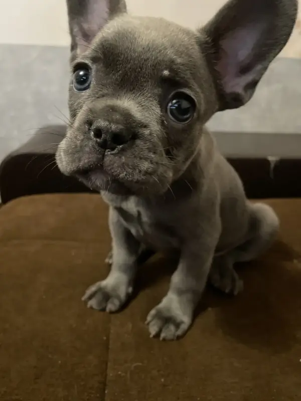 Щенок французского бульдога