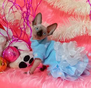 Канадский сфинкс котята