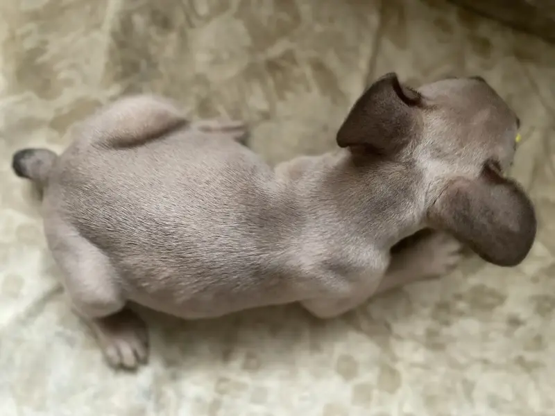 Щенок французского бульдога