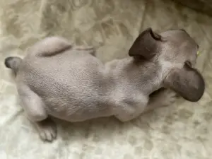 Щенок французского бульдога