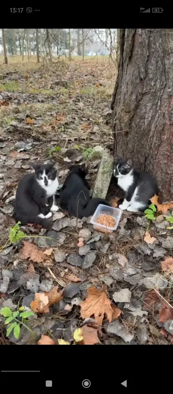 Котята в добрые руки