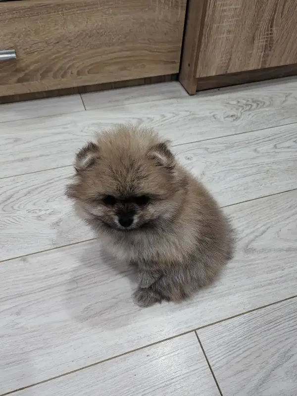 Девочки померанского шпица