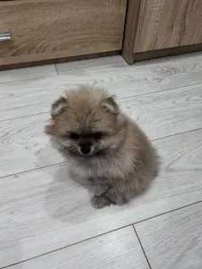 Девочки померанского шпица