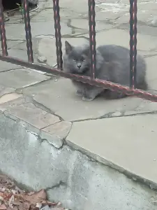 Котики уличные, очень красивые, давайте спасём их вместе