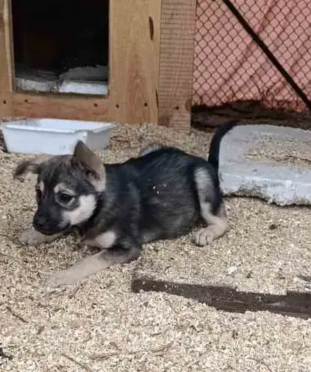 Щенок ищет дом!