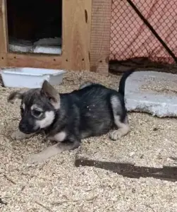 Щенок ищет дом!