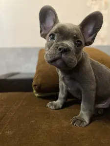 Щенок французского бульдога