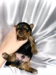 Щенок Йоркширского терьера. Бронь