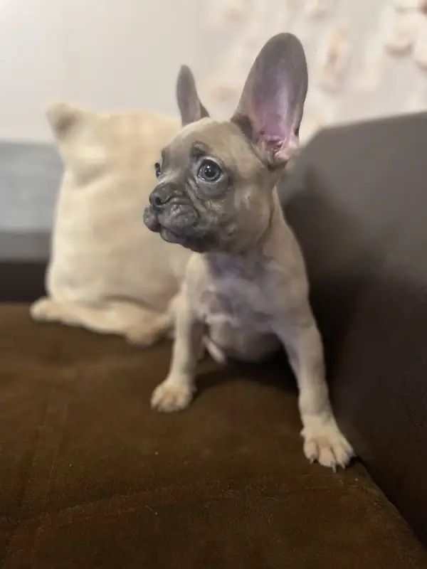 Щенок французского бульдога