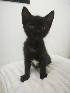 Чёрненький котенок с белой грудкой