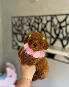 Элитные мини и микро мальтипу Азия Тэдди той пудель