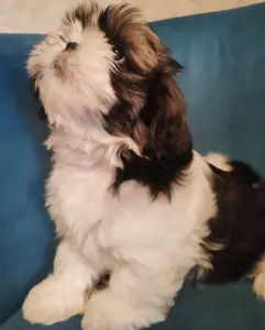 Мальчики ши-тцу