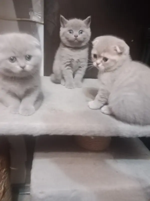 Котята шотландские