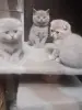 Котята шотландские