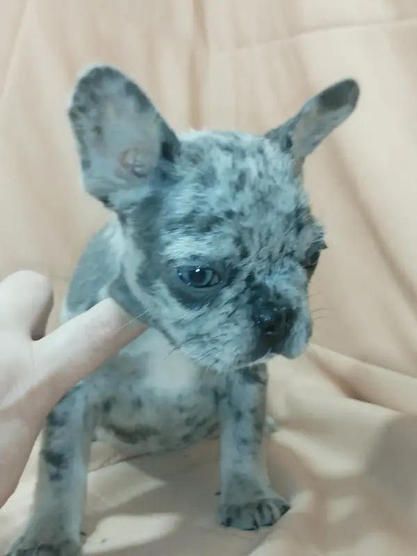 Французский бульдог