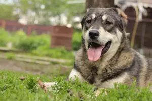 Кавказская овчарка аборигенных кровей