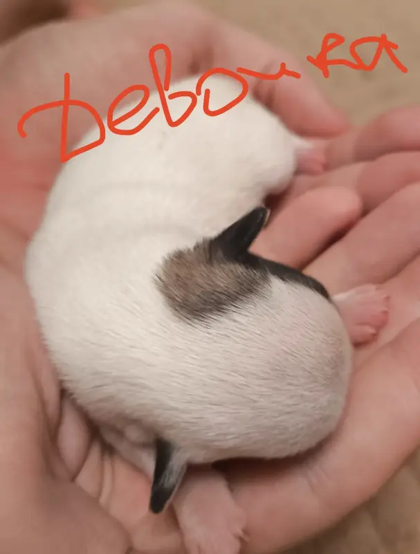 чихуахуа щенки