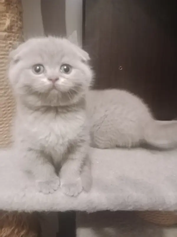 Котята шотландские